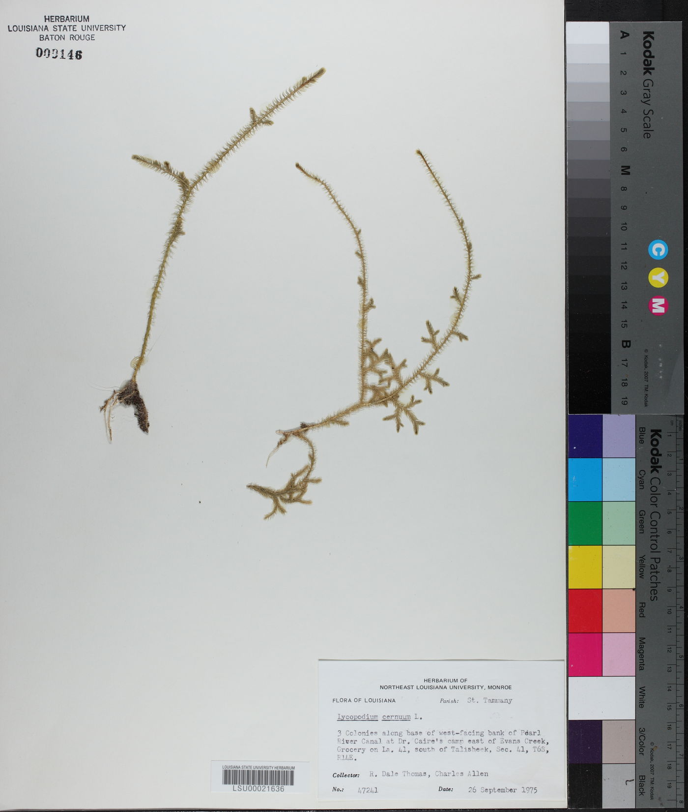 Lycopodiella cernua image