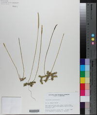 Lycopodiella caroliniana var. caroliniana image