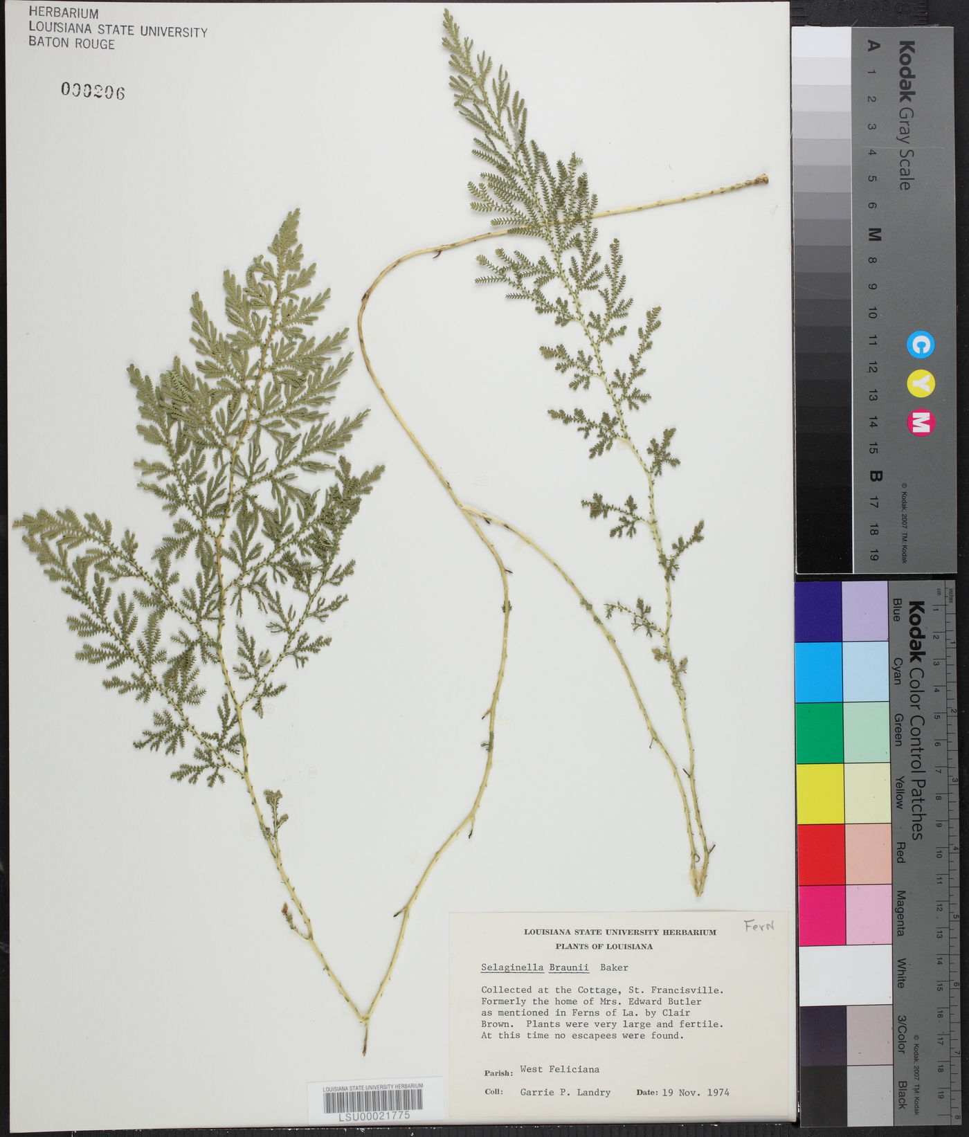 Selaginella braunii image