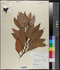 Persea palustris image