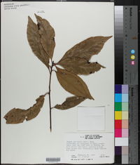 Persea palustris image