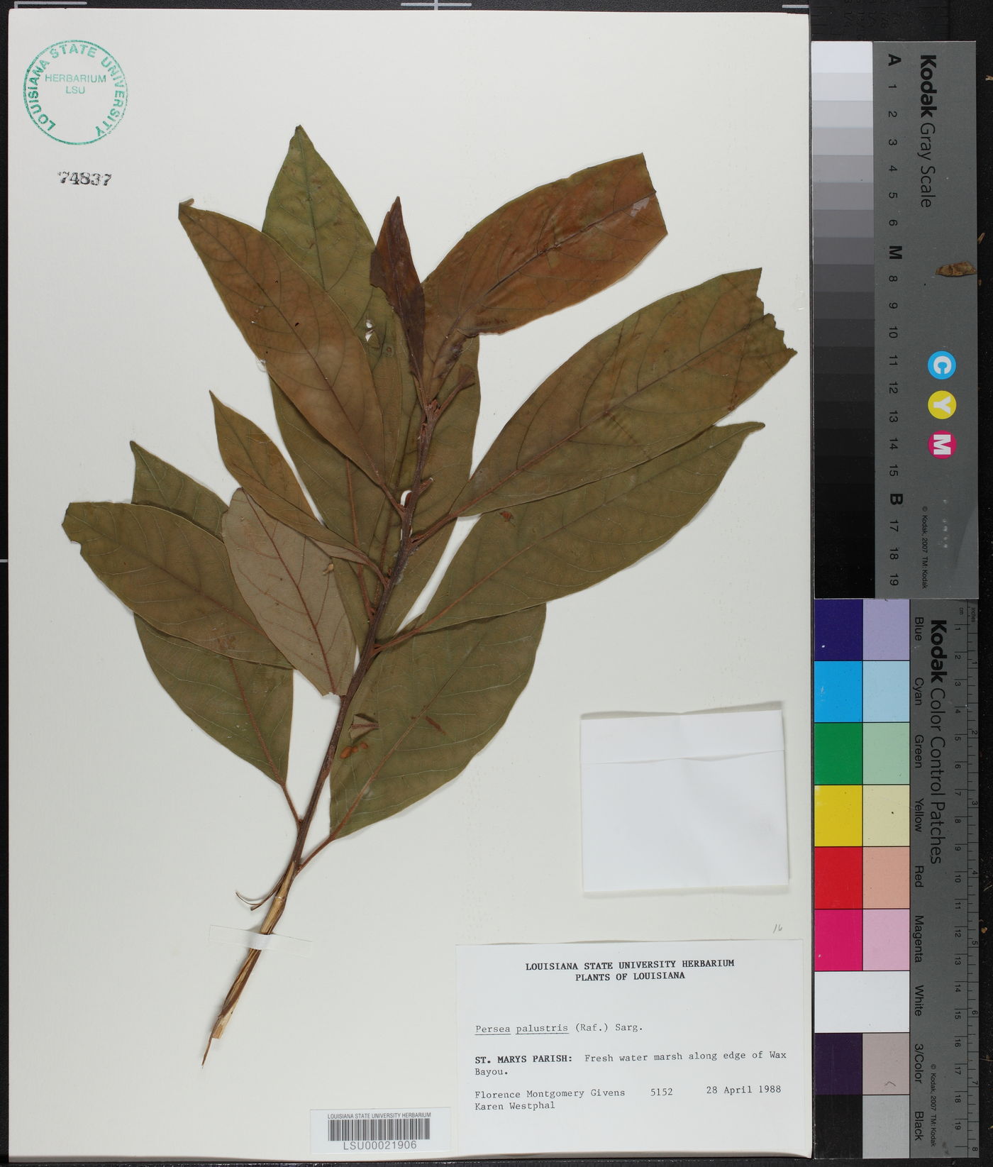Persea palustris image