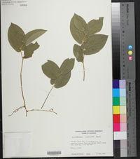 Aristolochia reticulata image
