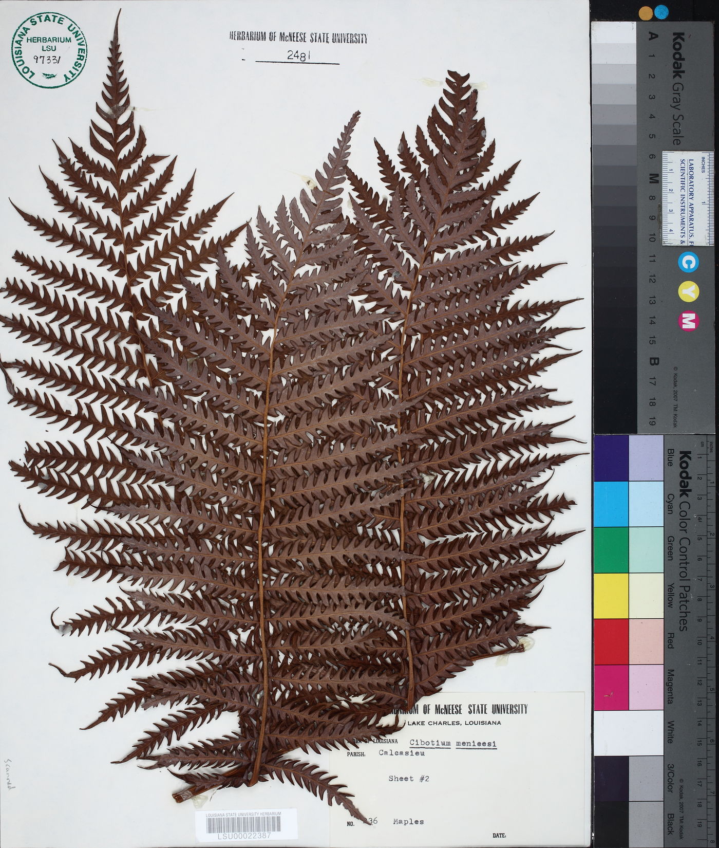 Cibotium menziesii image