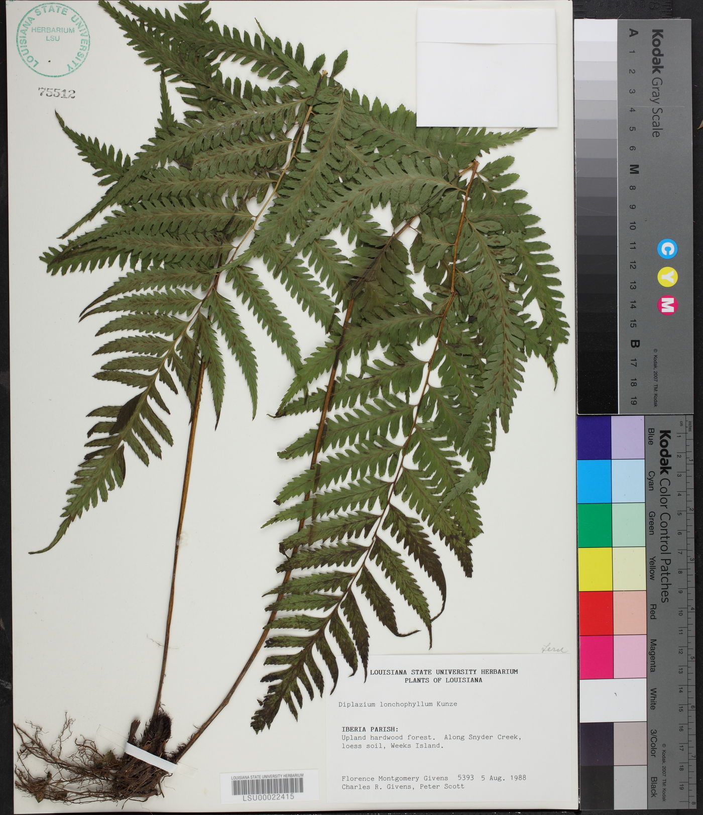 Diplazium lonchophyllum image