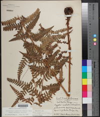 Dryopteris x australis image