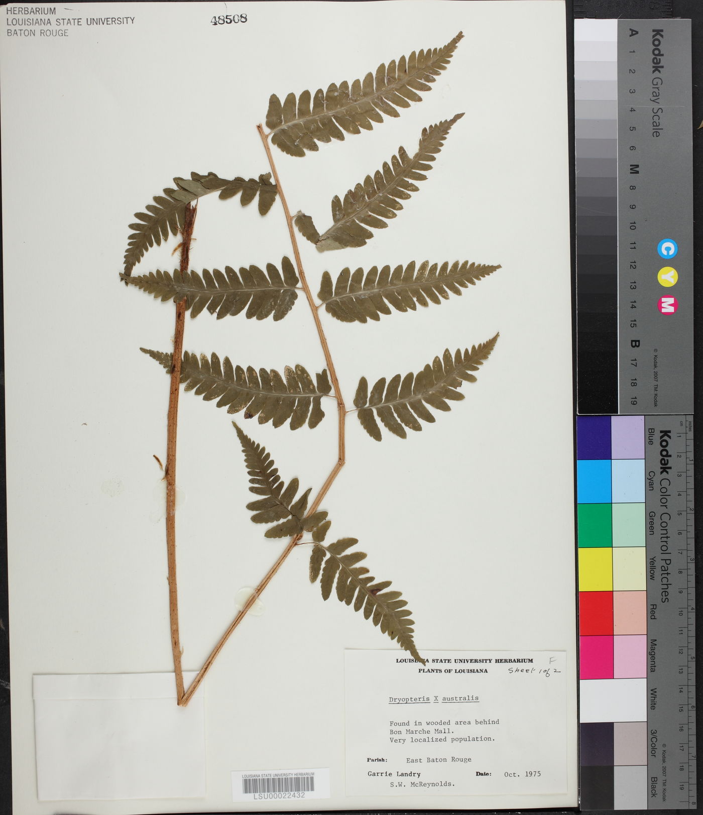 Dryopteris x australis image