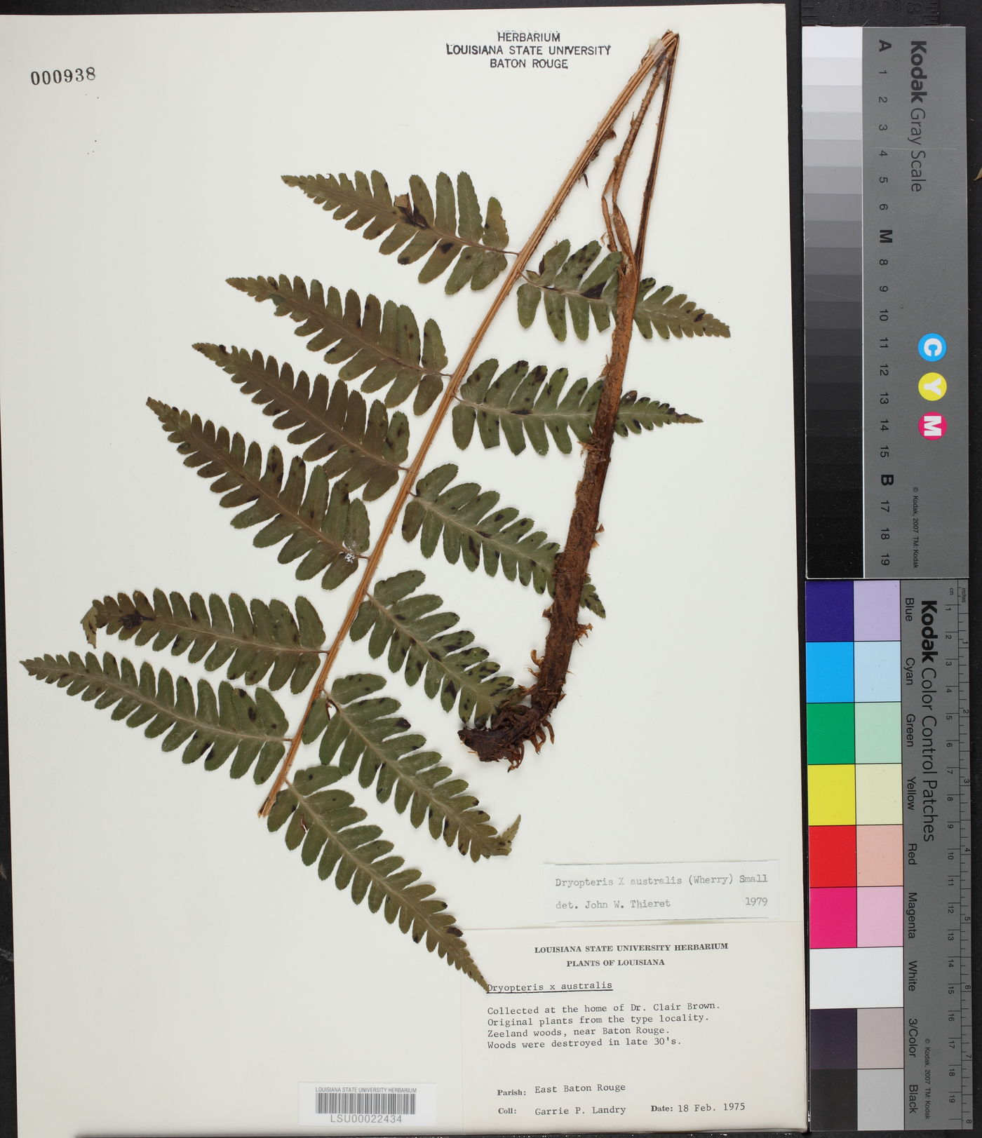 Dryopteris x australis image