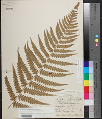 Dryopteris x australis image