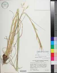 Andropogon virginicus var. virginicus image