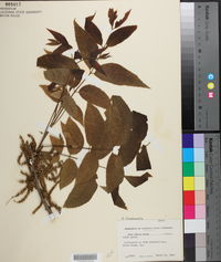 Carya illinoinensis image