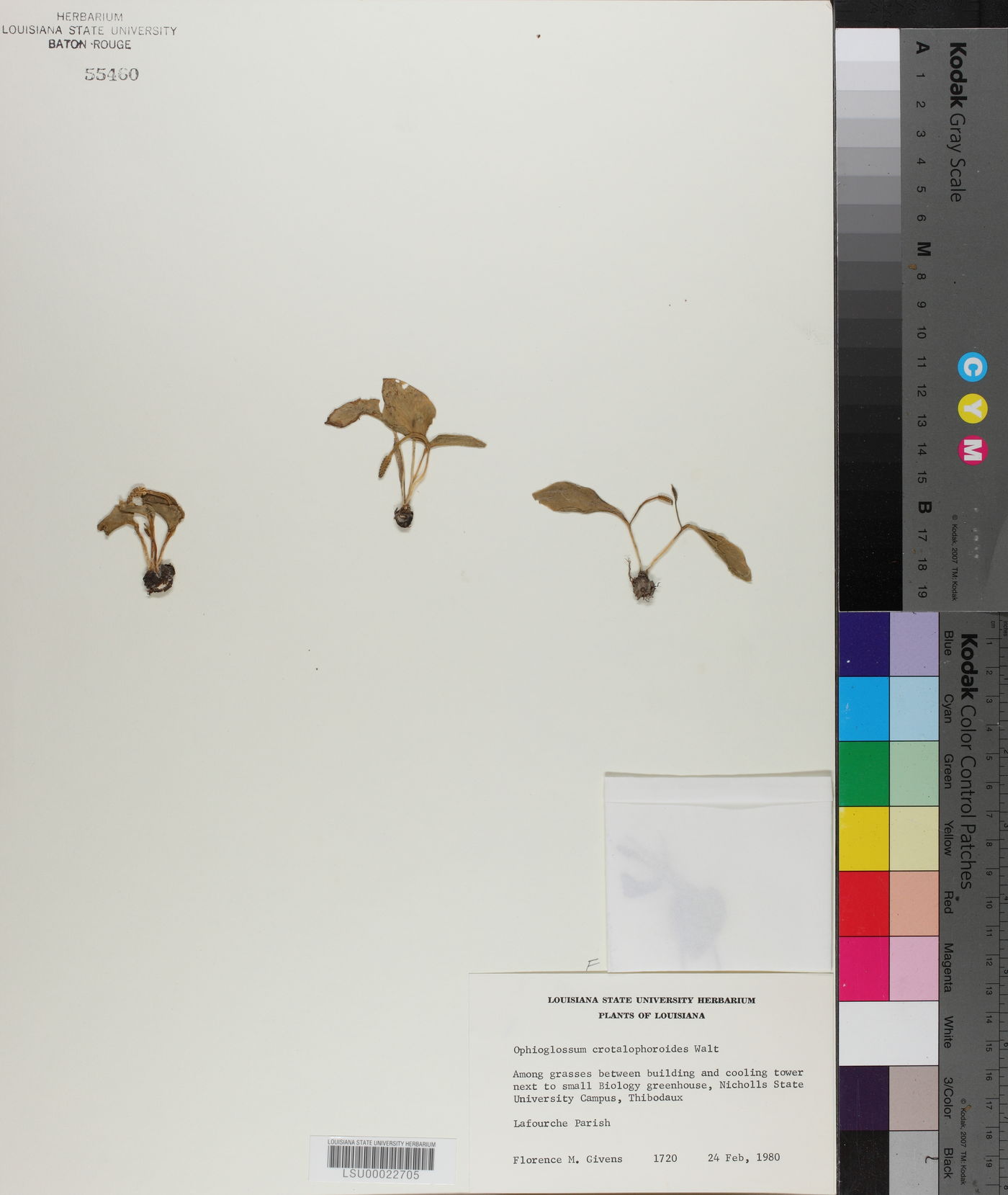 Ophioglossum crotalophoroides image