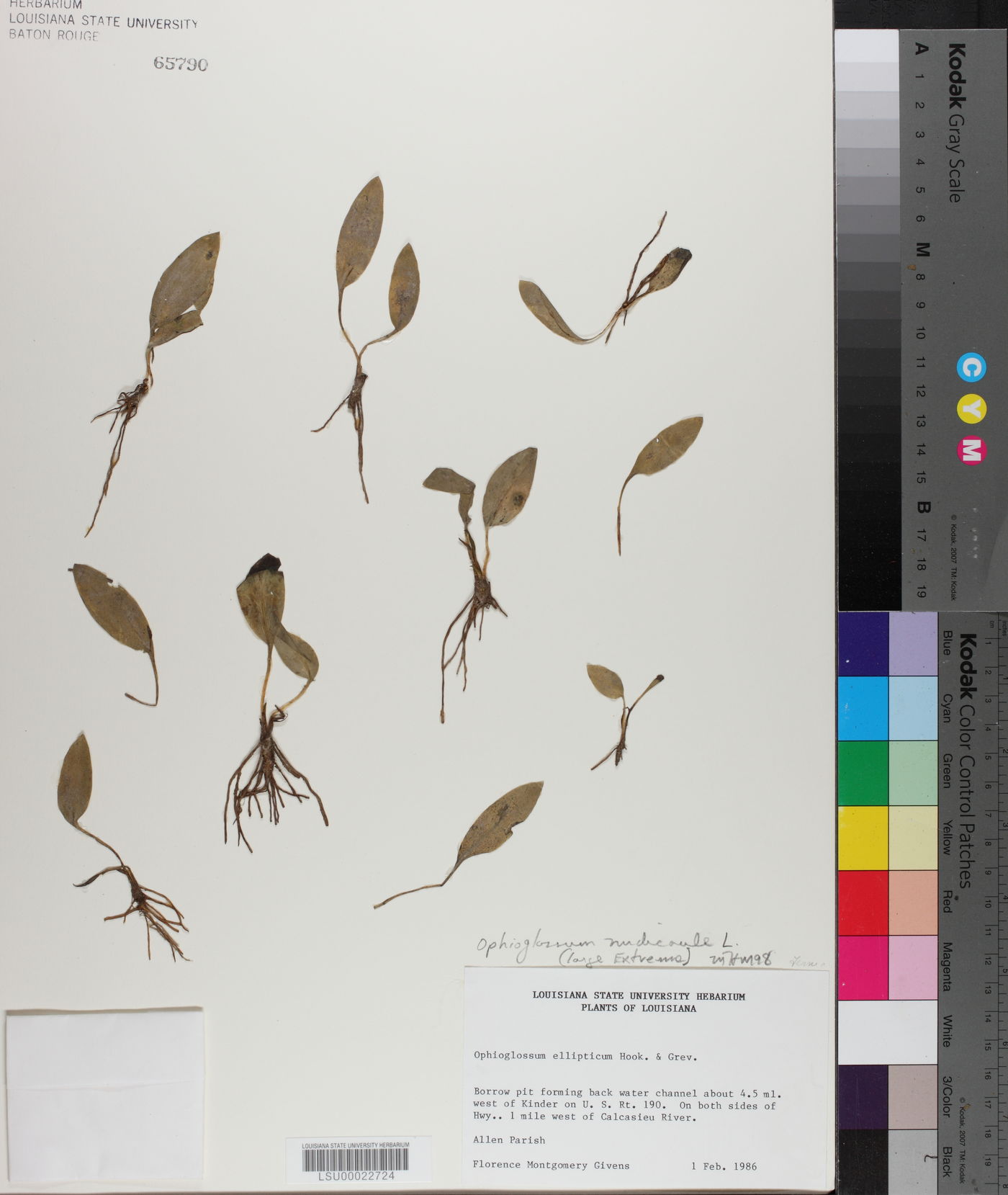 Ophioglossum nudicaule image
