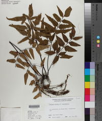 Cheilanthes viridis var. macrophylla image