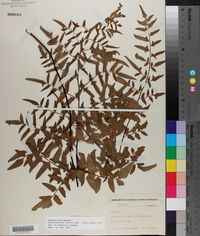Cheilanthes viridis var. macrophylla image