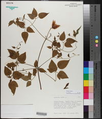 Clematis crispa image