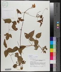 Clematis crispa image