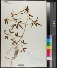Clematis crispa image
