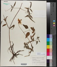 Clematis crispa image
