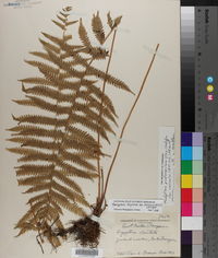 Thelypteris hispidula var. versicolor image