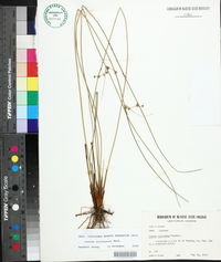 Juncus coriaceus image