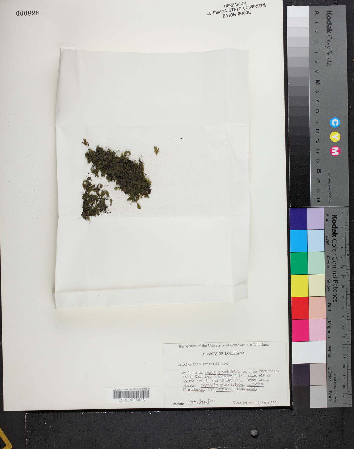 Didymoglossum petersii image