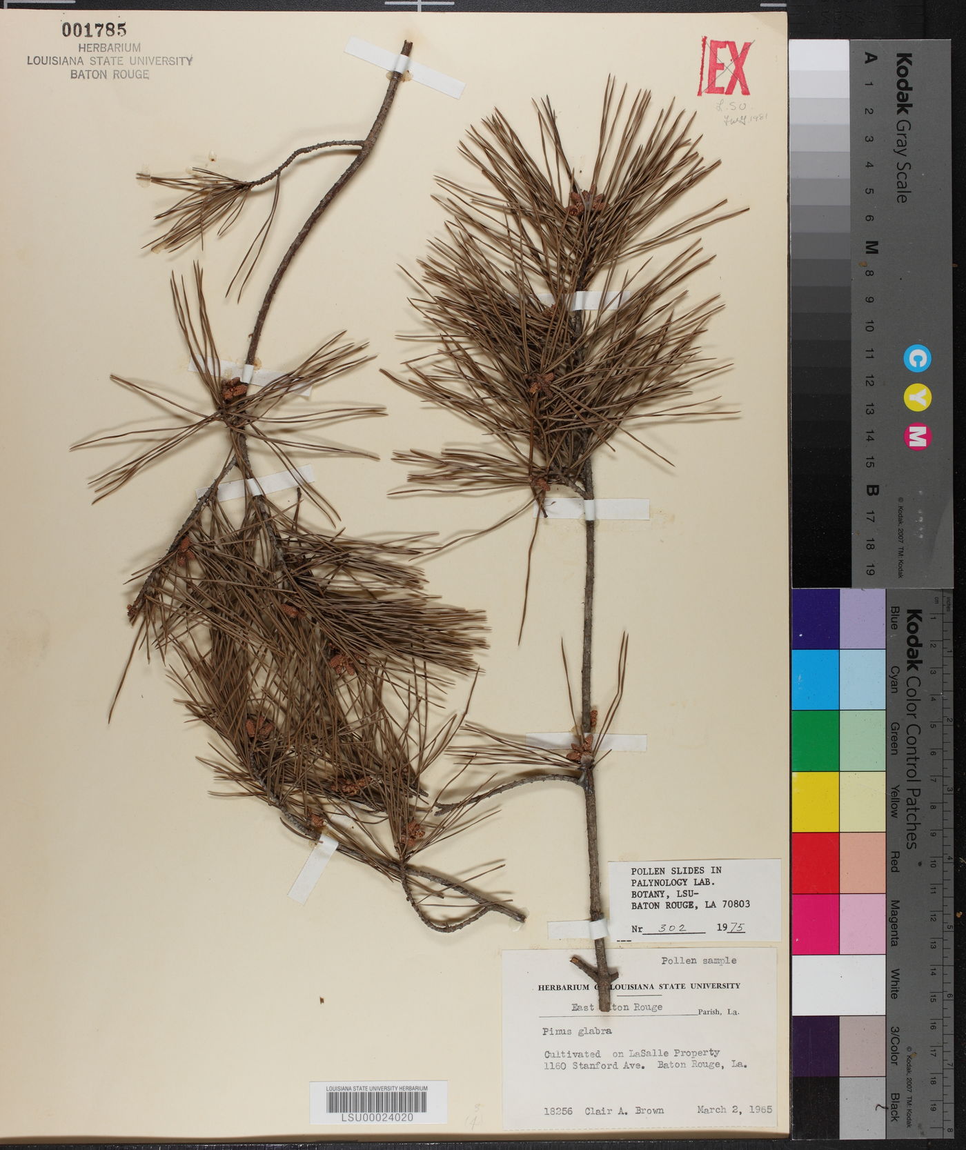 Pinus glabra image