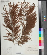 Taxodium ascendens image