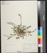 Corydalis micrantha subsp. australis image