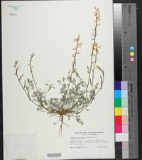 Corydalis micrantha image