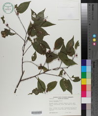 Celtis laevigata image