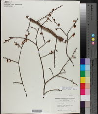 Ulmus alata image