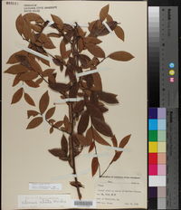 Ulmus alata image