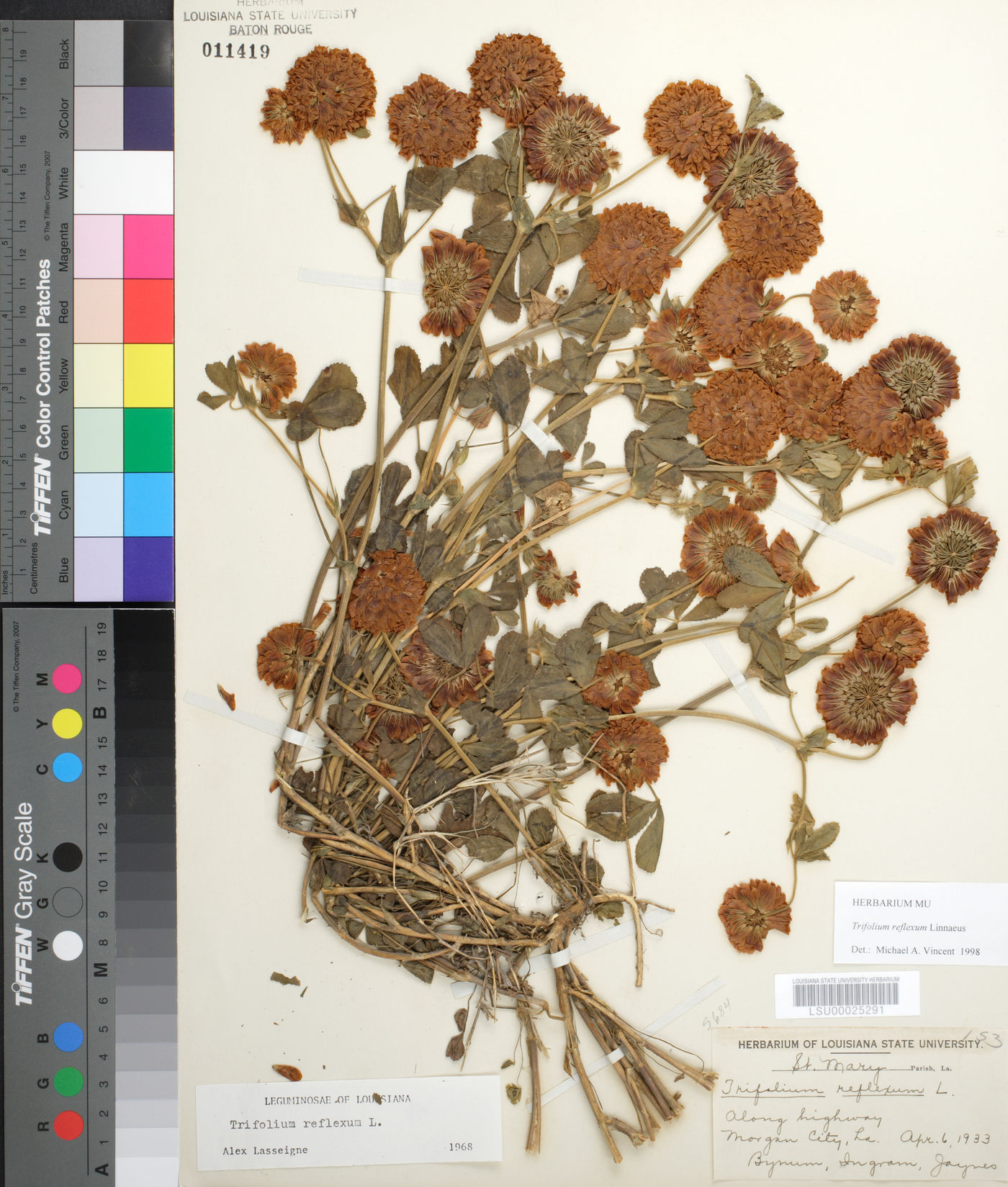 Trifolium reflexum image