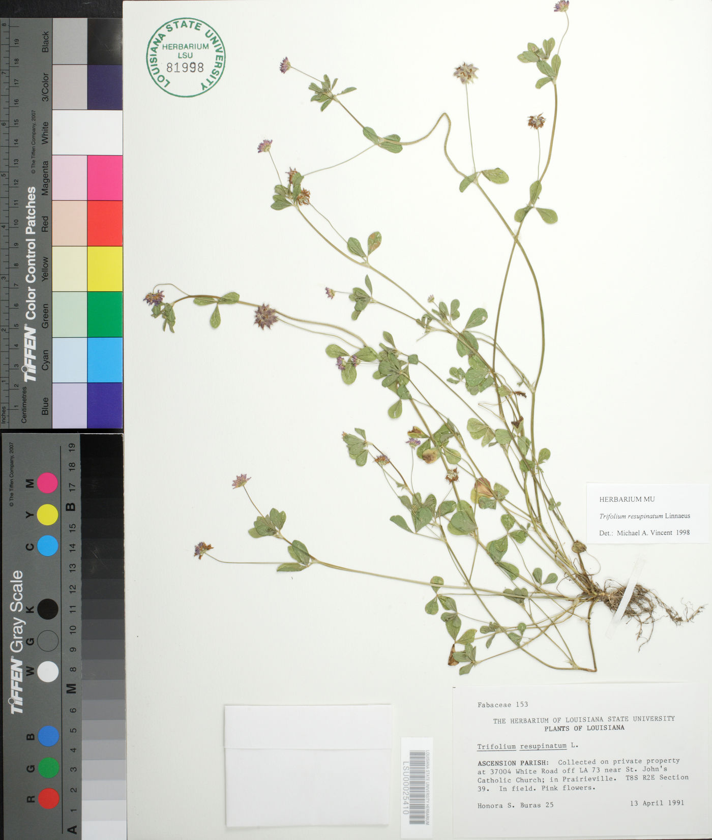 Trifolium resupinatum image