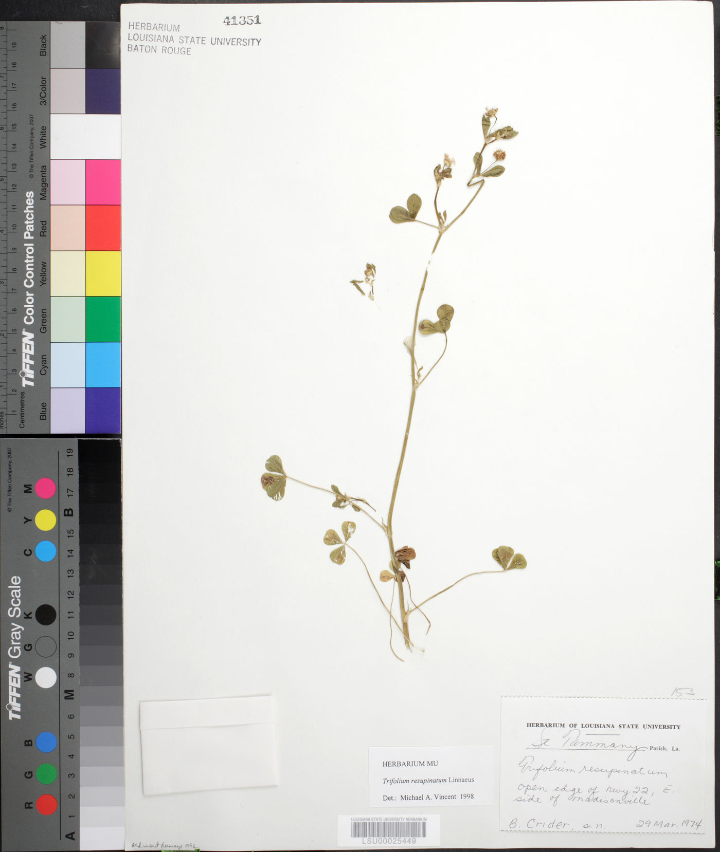 Trifolium resupinatum image