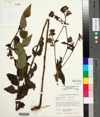 Silphium radula image