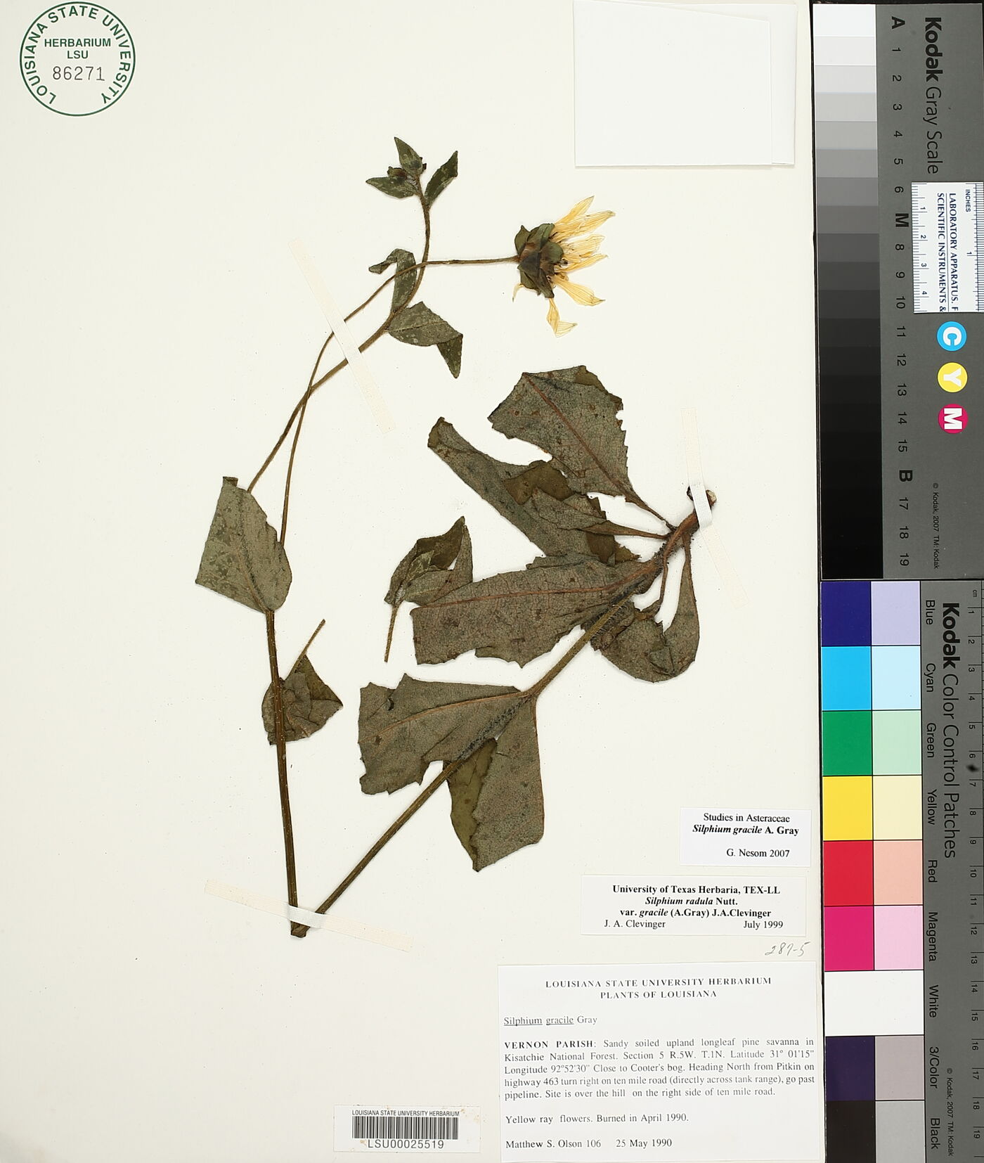 Silphium gracile image