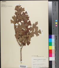 Quercus margarettae image