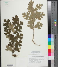 Quercus margarettae image