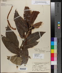 Castanea dentata image