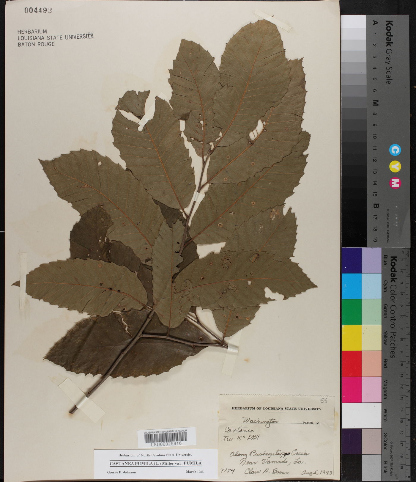 Castanea pumila var. pumila image