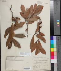 Quercus laurifolia image