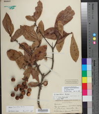 Quercus laurifolia image