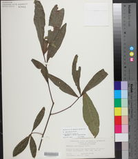 Quercus laurifolia image