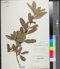 Quercus laurifolia image