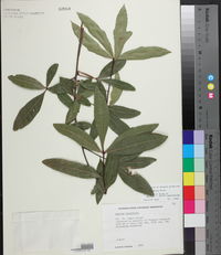 Quercus laurifolia image