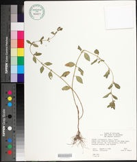 Cuphea carthagenensis image