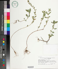 Cuphea carthagenensis image