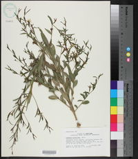 Ludwigia decurrens image